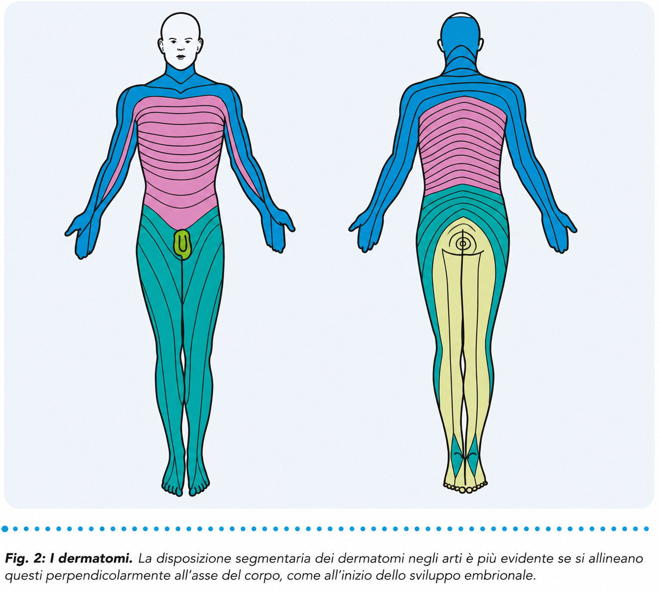 Figura 2. La disposizione segmentaria dei dermatomi negli arti e sulla superficie corporea.