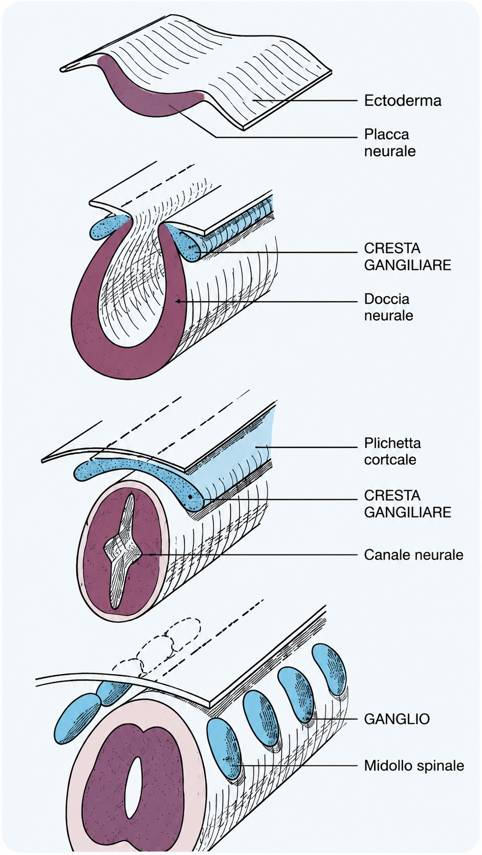 Figura 3. Origine embriologica dei rapporti tra ectoderma, cresta gangliare, canale neurale, gangli e midollo spinale.