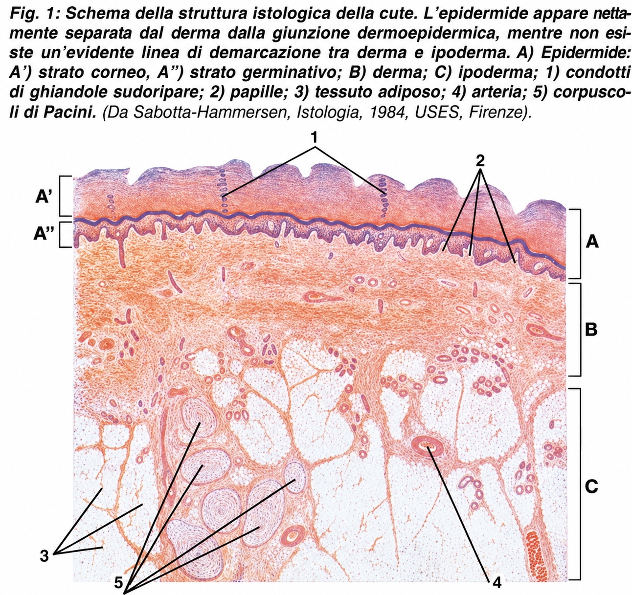 Figura 1. Schema della struttura istologica della cute: epidermide, derma, ipoderma, vasi e annessi cutanei.